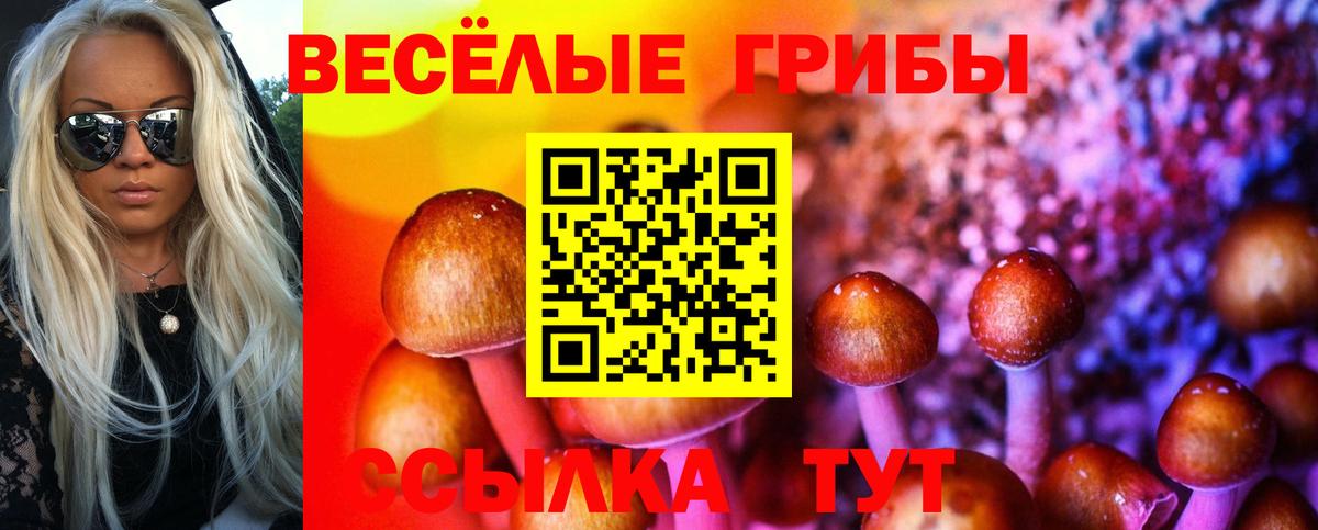 Галлюциногенные грибы Psilocybe Лабинск